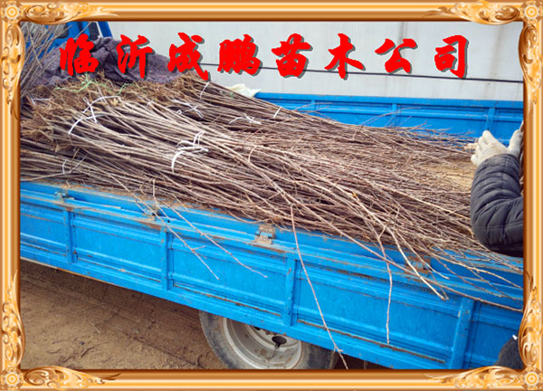櫻桃苗發車